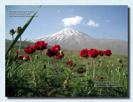 Damavand Poppy Fields Photography Iran
