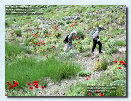 Trekking Mt Damavand Iran
