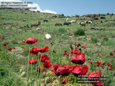 Damavand Poppy Fields Photo Iran